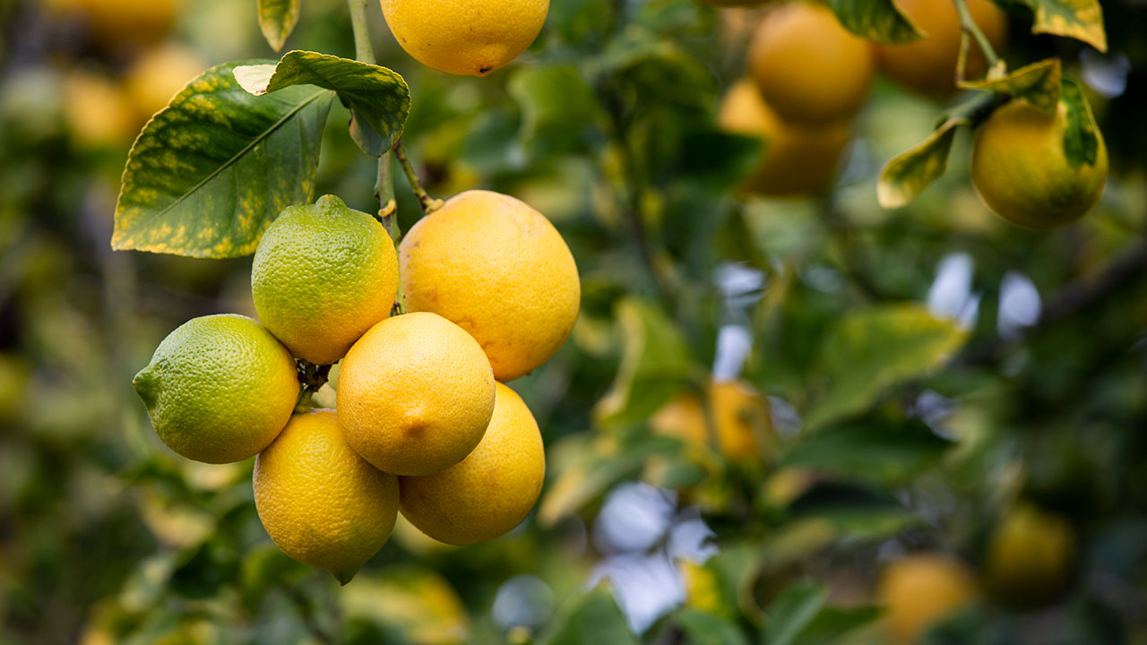 How to grow a lemon tree from pips