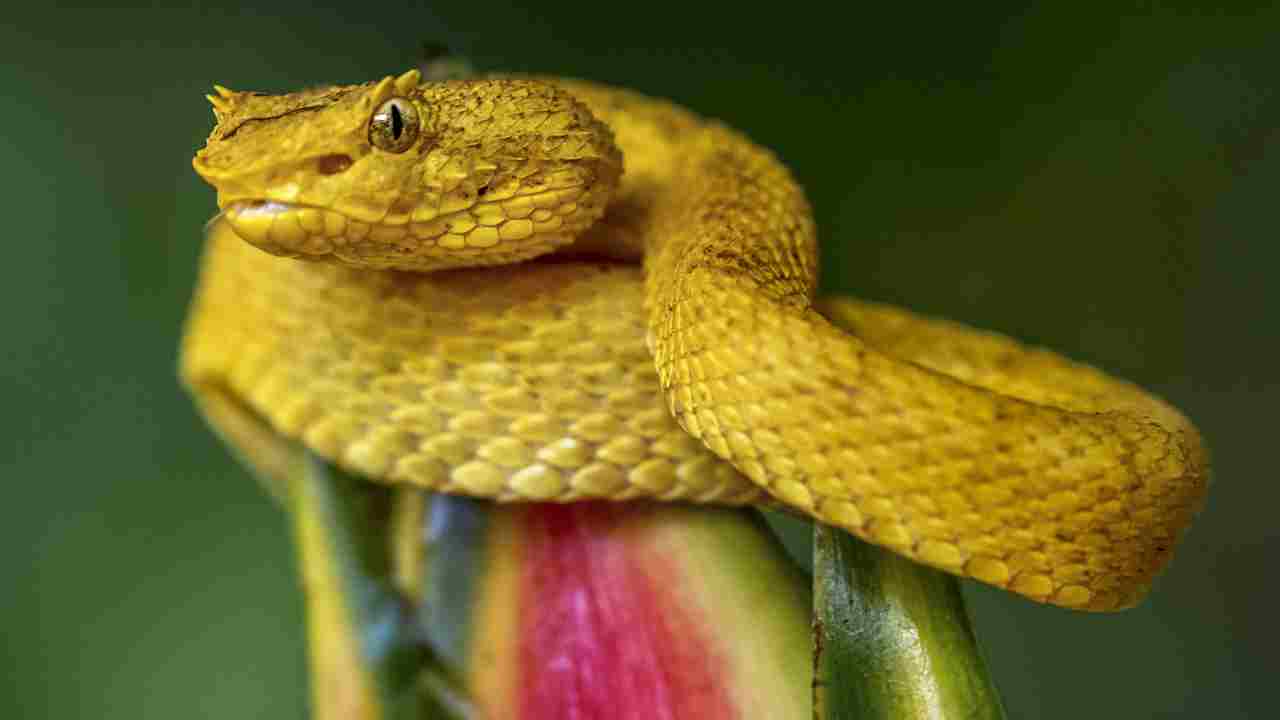 Snake Island: The real-life destination straight out of your nightmares ...