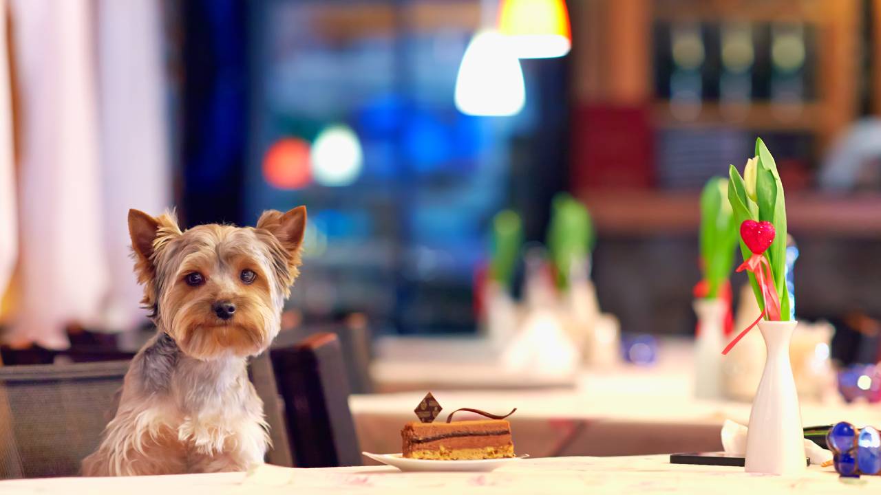 You can now dine with your dog at this Japanese restaurant