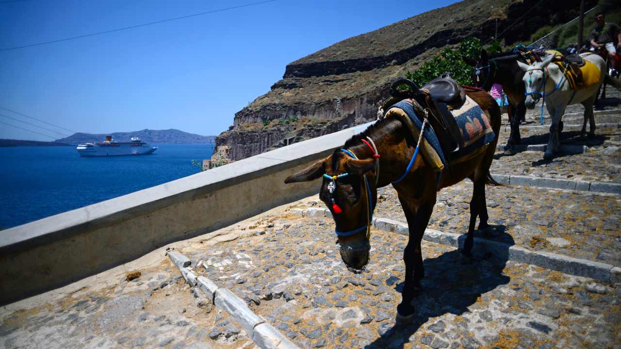 Why you should think twice before riding a donkey in Santorini