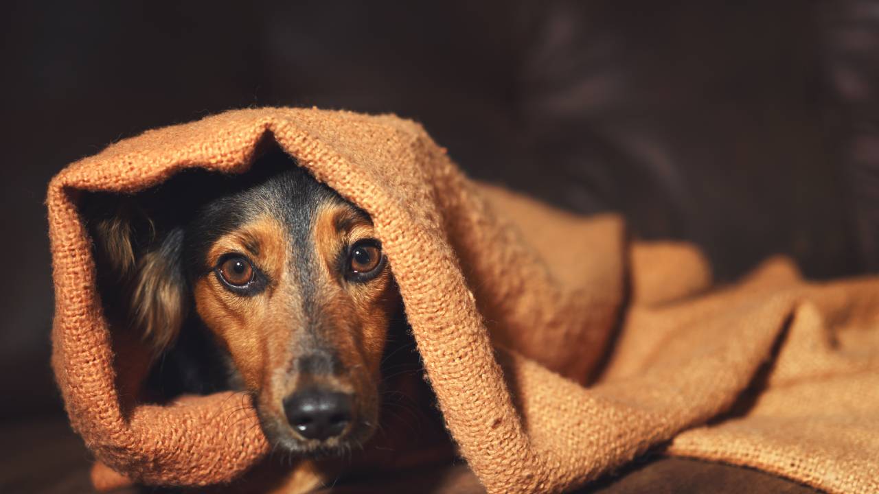 4 signs your dog has anxiety and how to treat it
