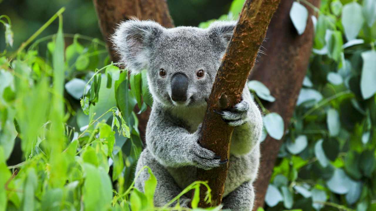 Australia’s animal extinction crisis “inevitable” under current conservation laws