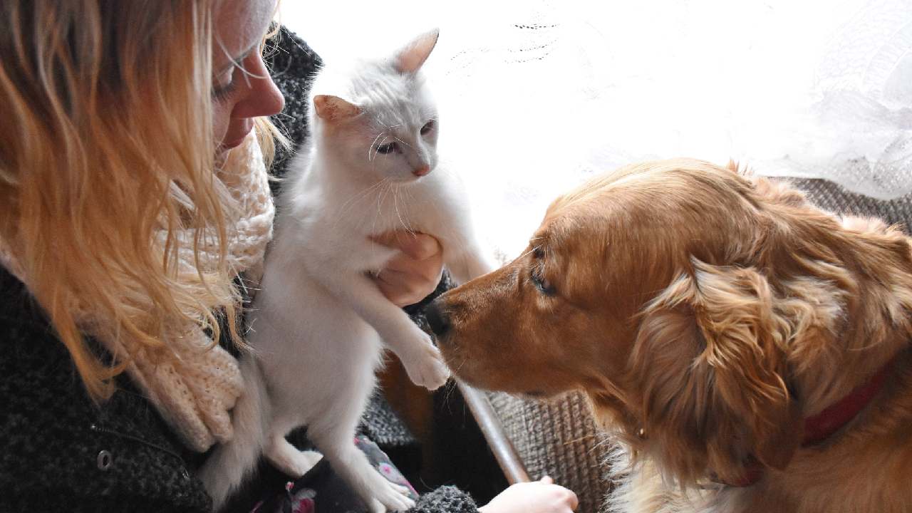 Why dog owners are happier than cat owners