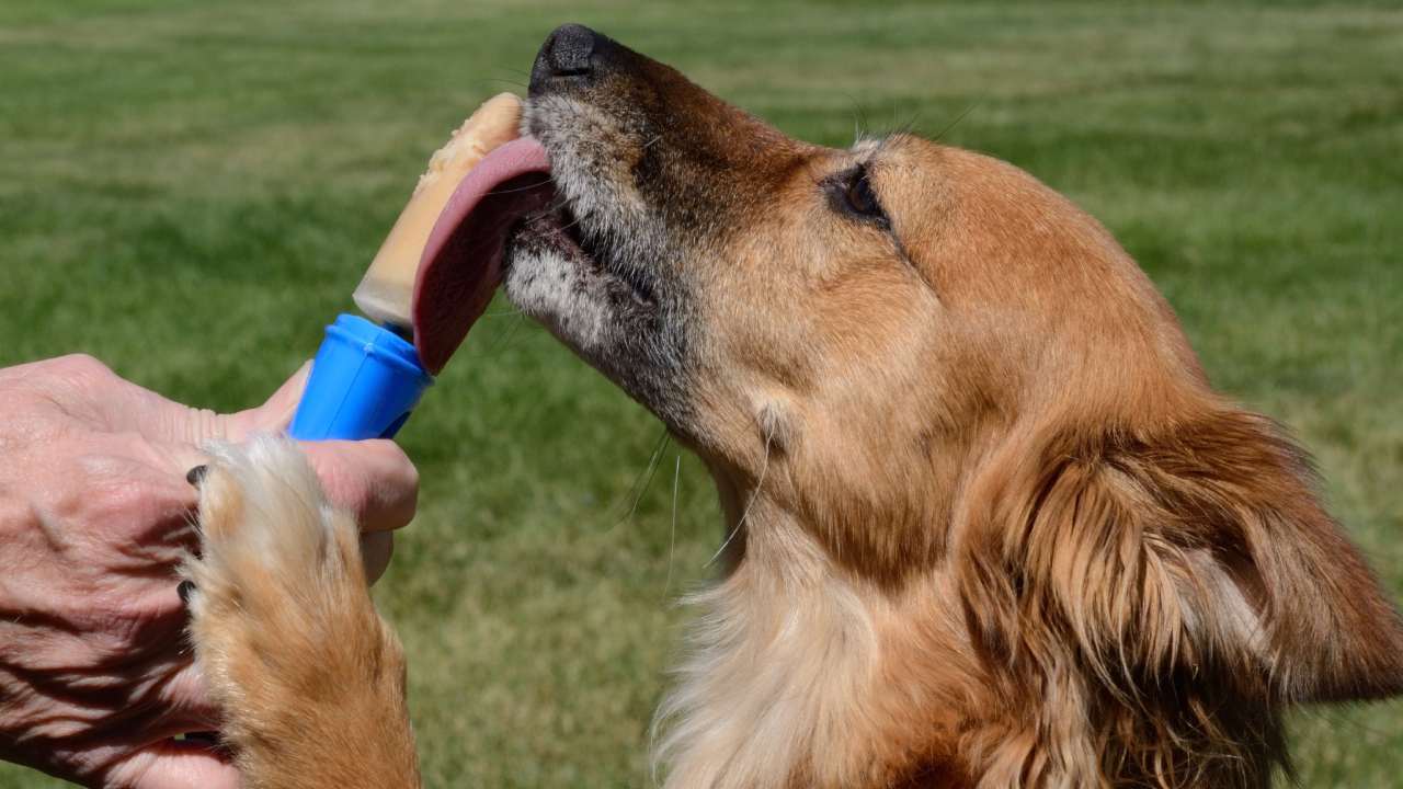 The new ingredient in peanut butter that could be deadly to your dogs