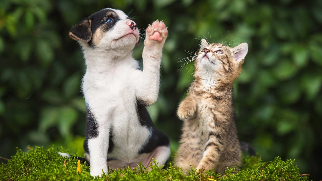 The pet combinations that are most likely to hate each other