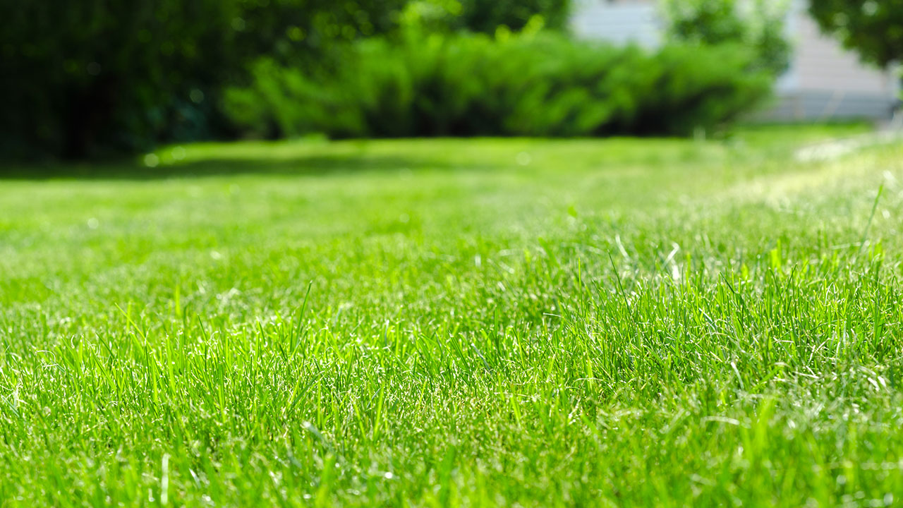 5 steps to a green winter lawn