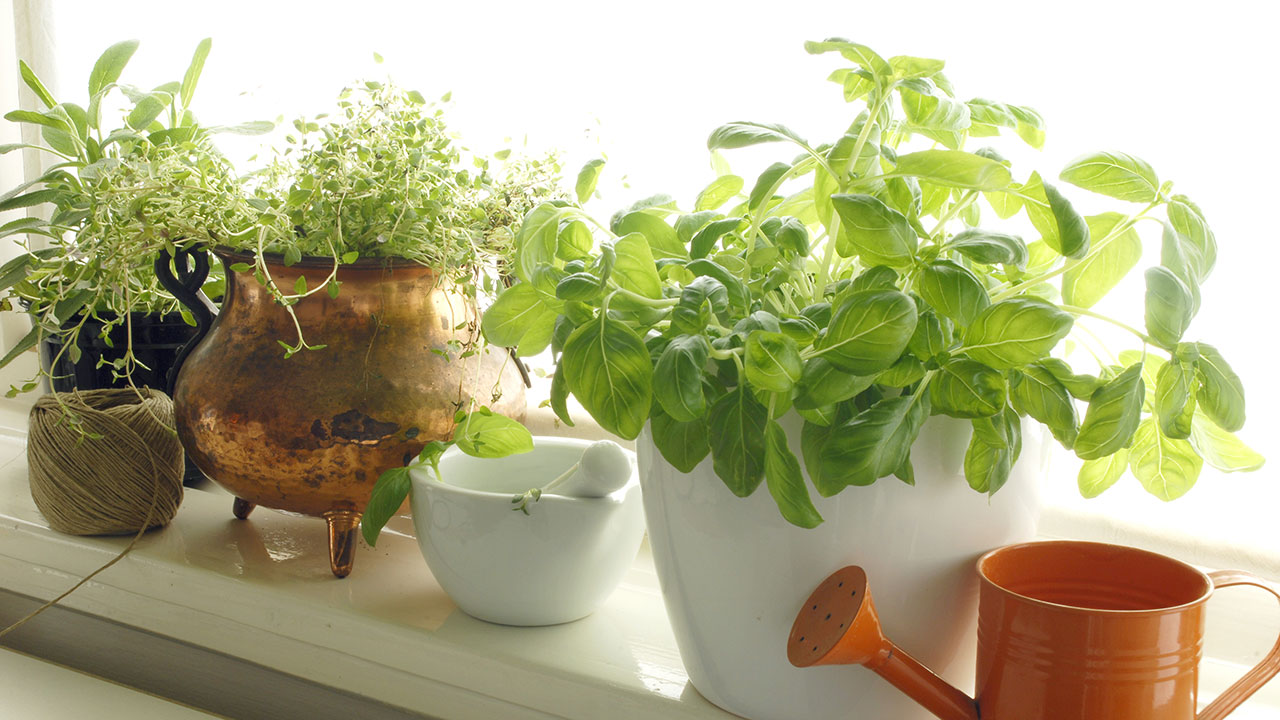 How to help your indoor garden thrive