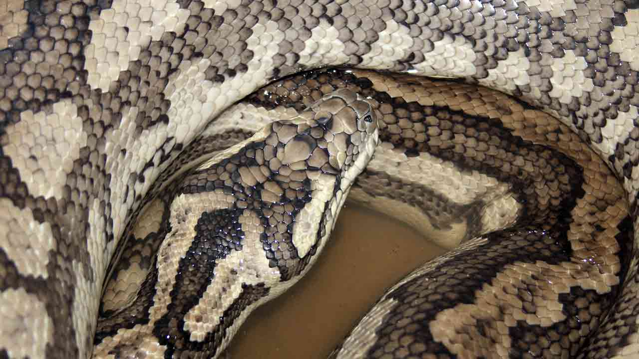 Woman relives horrifying encounter with snake in her bedroom