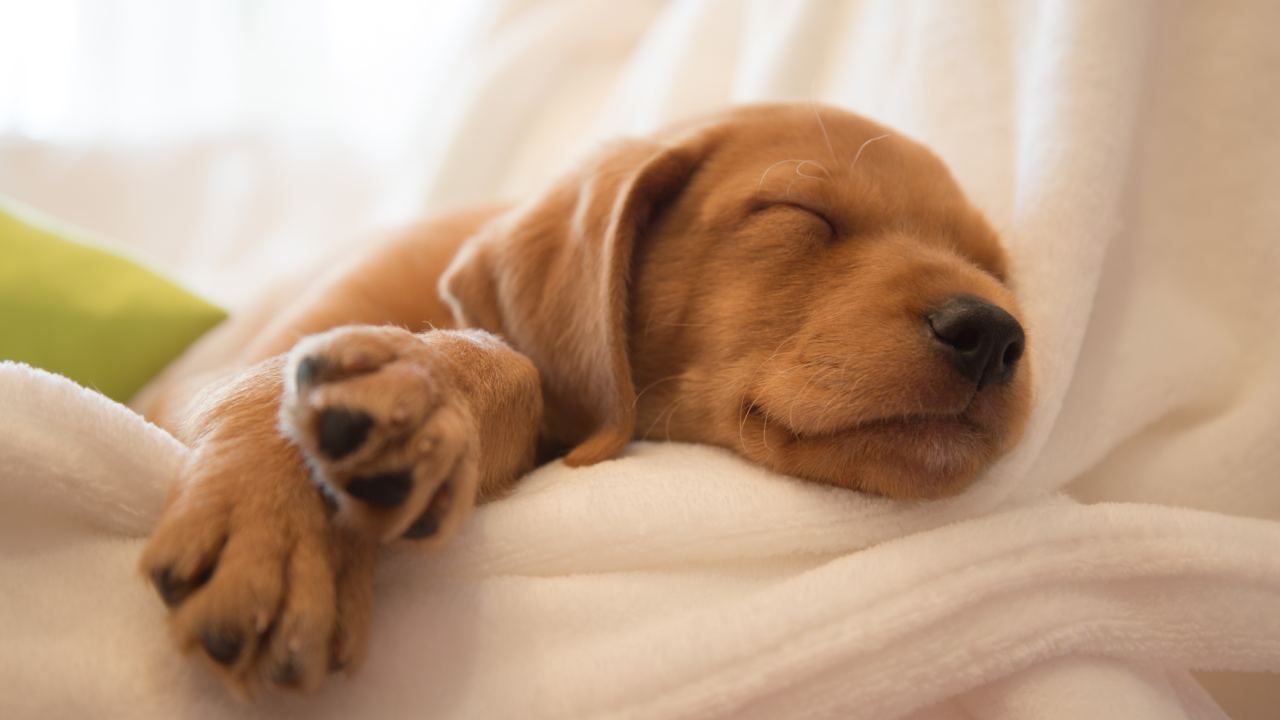 Should you let your pets sleep in your bed with you?
