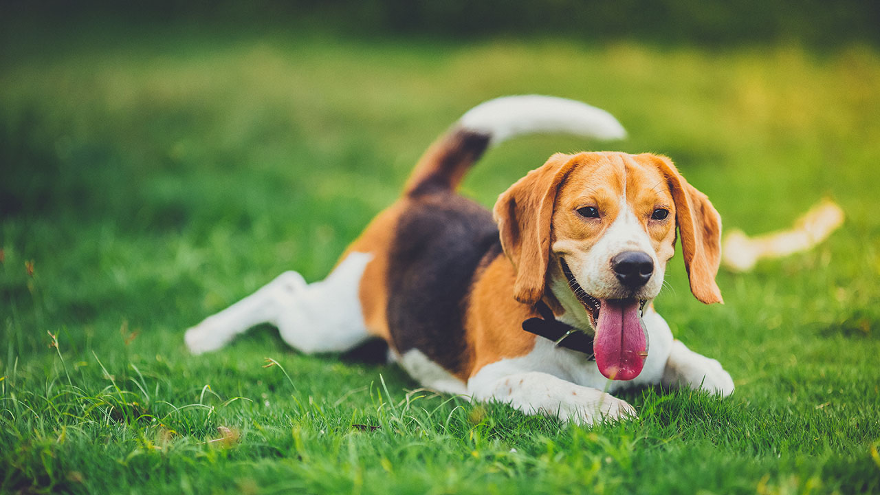 How to treat dog spots on grass