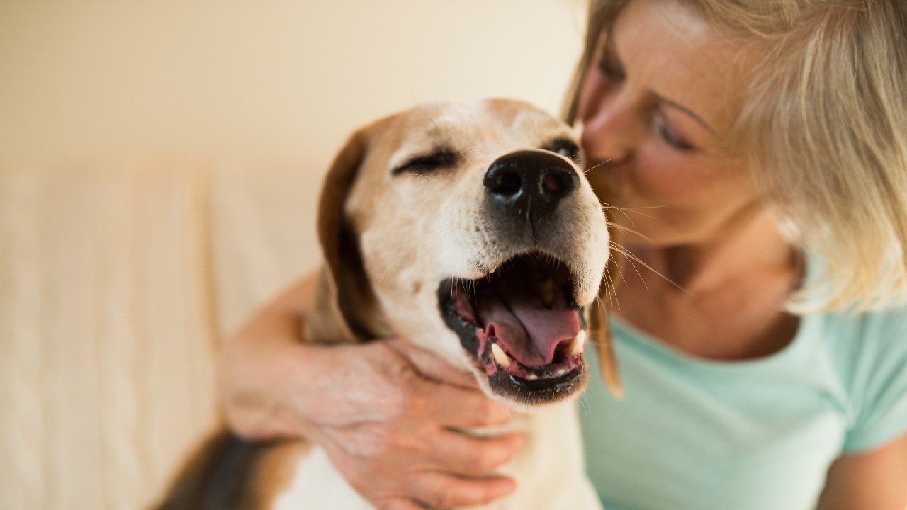 Should you stop kissing your pets?