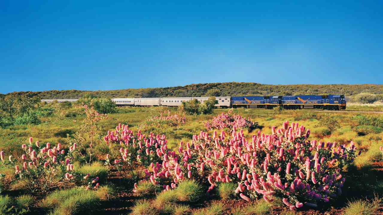 indian pacific wildflower tour