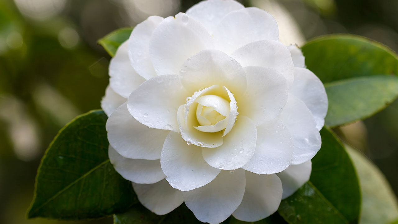 How to take camellia cuttings