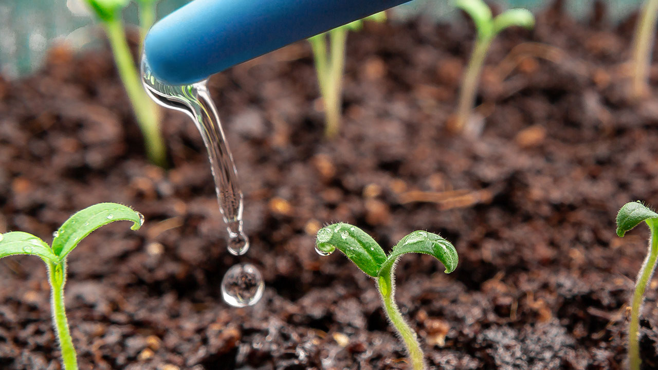 Try this method for watering plants slowly