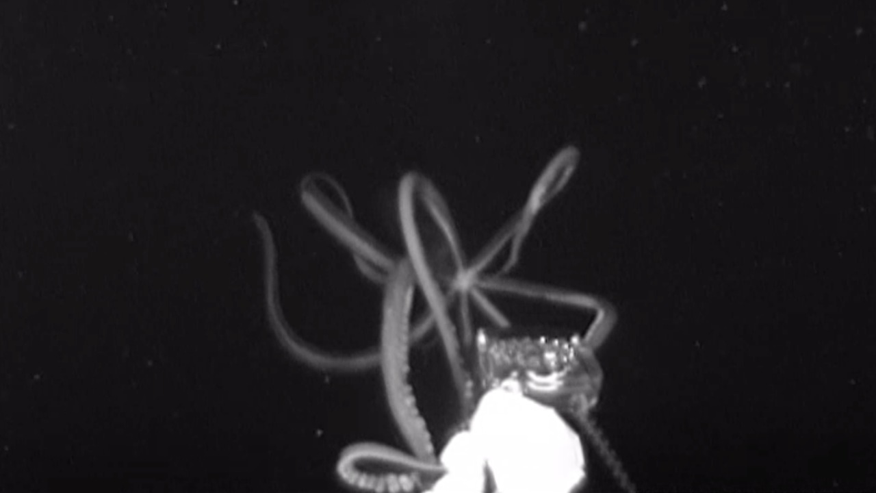 “Most amazing video you’ve ever seen”: Rare footage emerges of giant squid