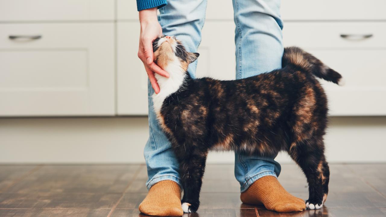 3 mistakes cat owners are making