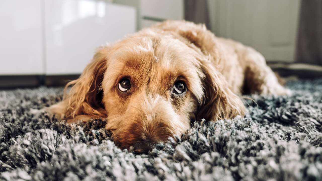 Master of manipulation: The evolution of “puppy dog eyes”