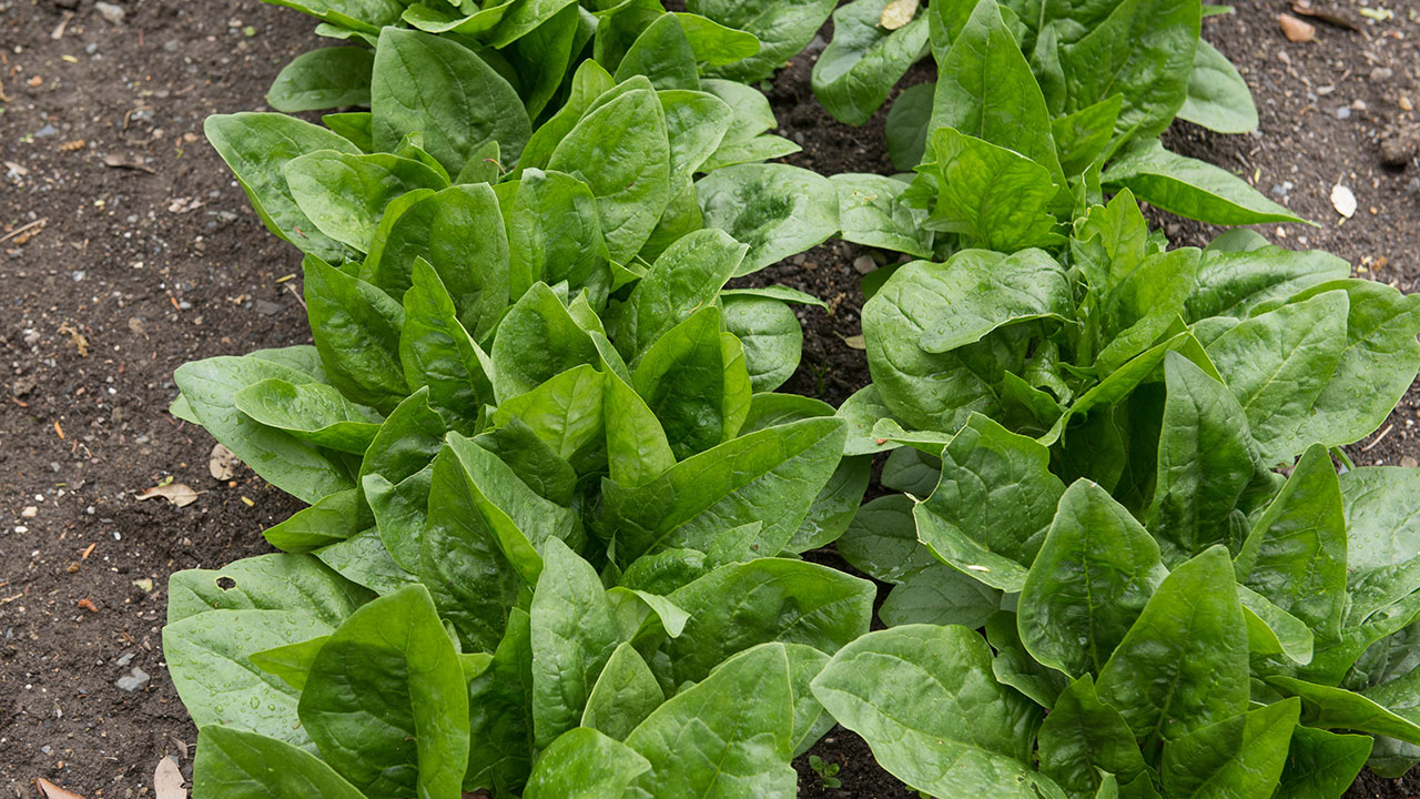 How to grow English Spinach