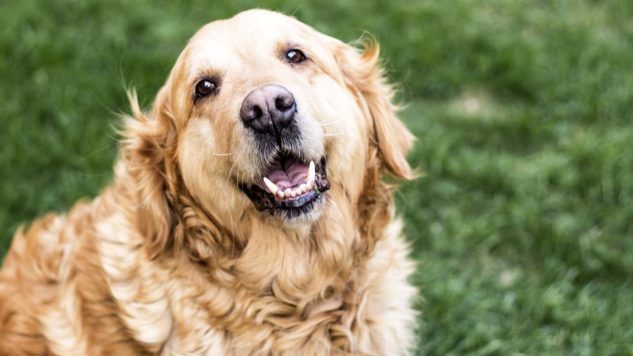 How you can help your pet age gracefully