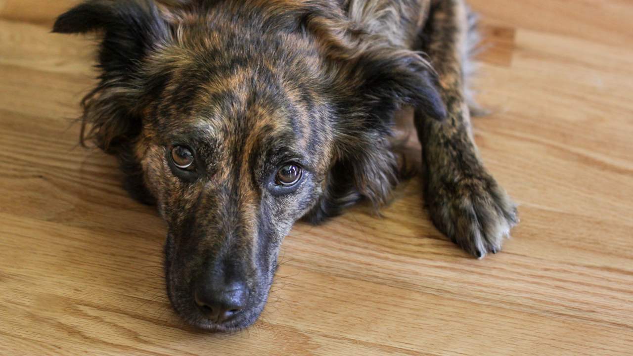 The variety of ways that mental health can manifest in pets