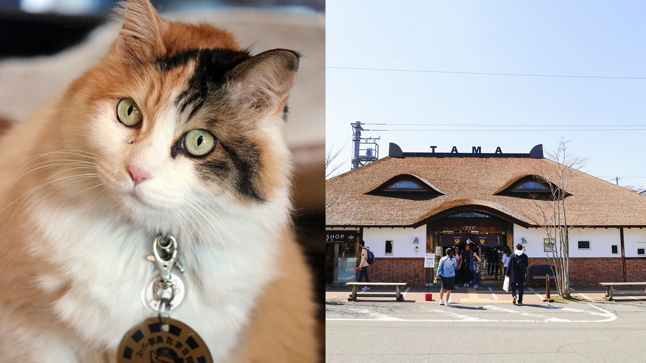 The cats that help keep a Japanese rail line in business