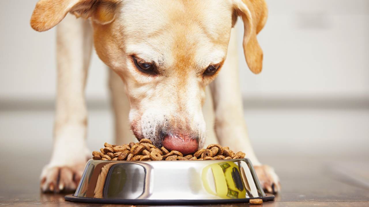 These pet food brands have been linked to heart disease in dogs