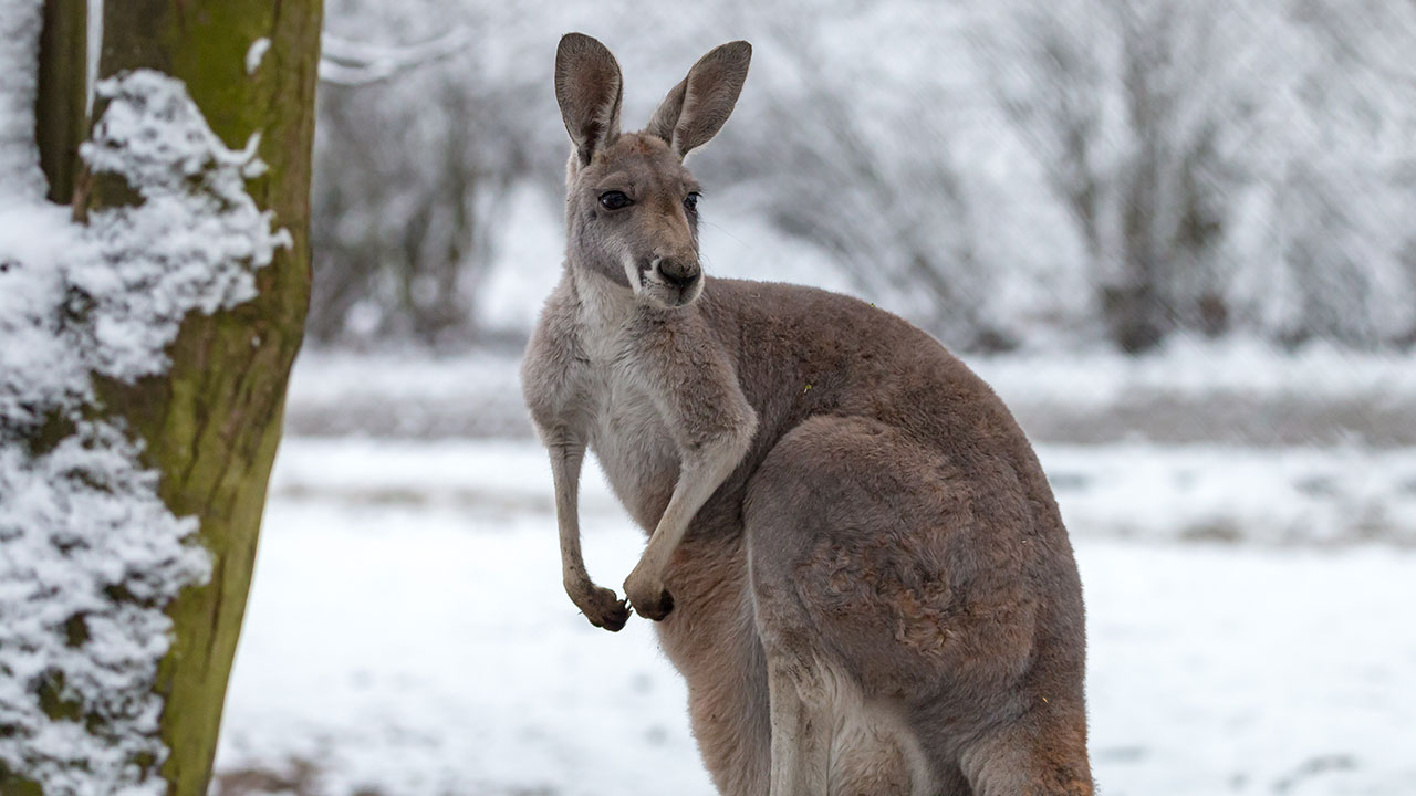 Do you live in Australia’s coldest town?