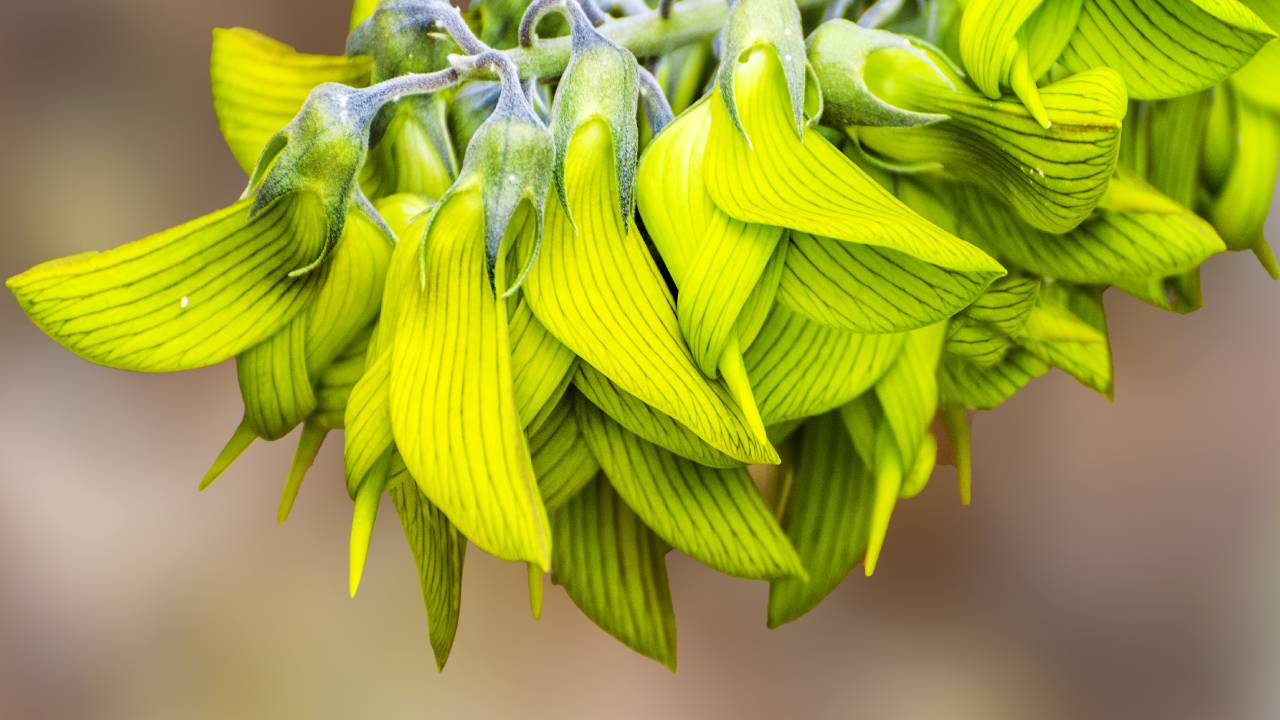 People are amazed by this “hummingbird” flower