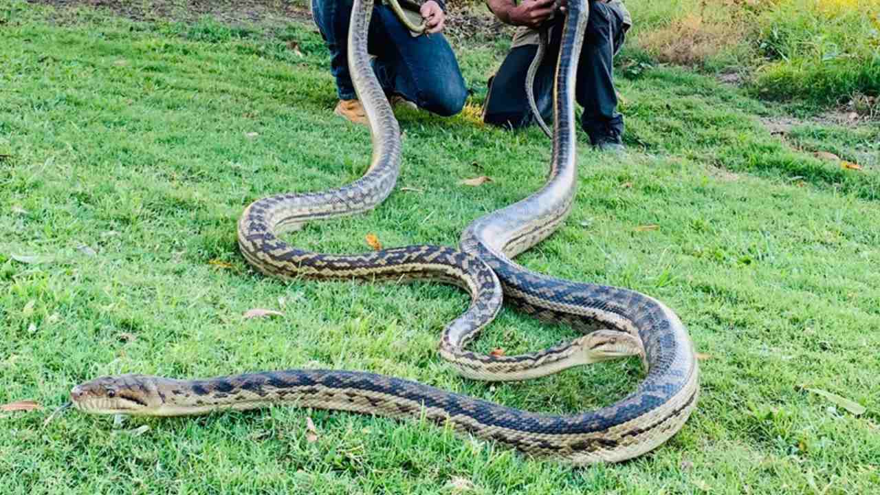 20kg mating pythons crash through Queensland couple’s ceiling