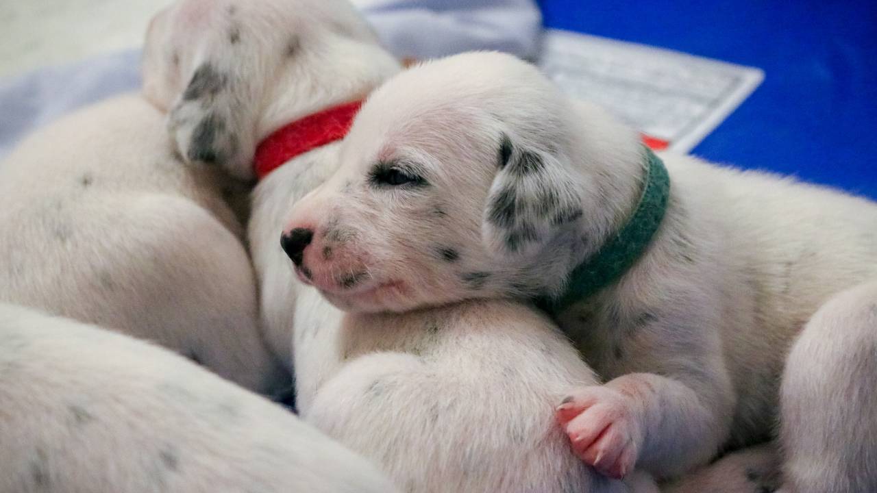 NSW breeder sets new world record with 19 Dalmatian puppies born in one litter