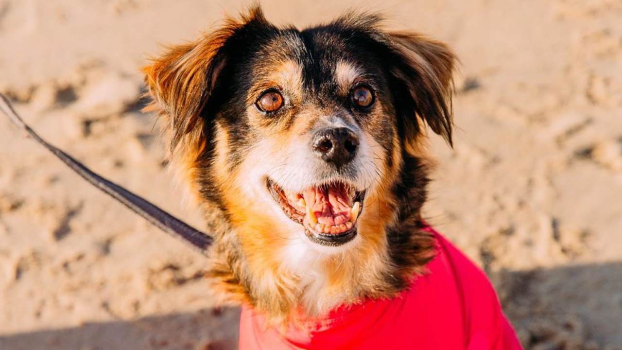 Sick of your dog shedding? This leotard stops exactly that