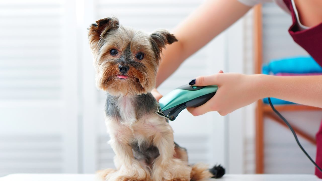 Breeder sparks debate over whether shaving your dog can kill them