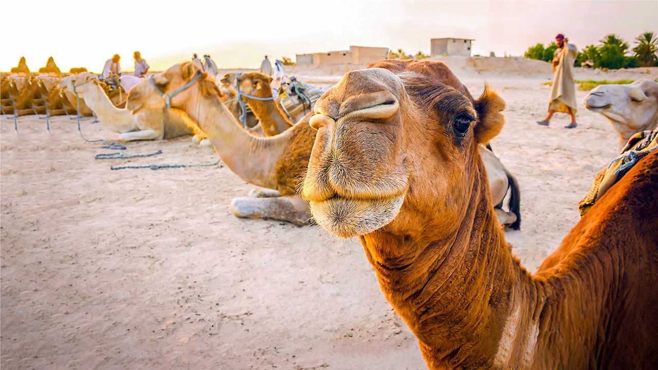 Inside the world of million-dollar beauty pageants – for camels