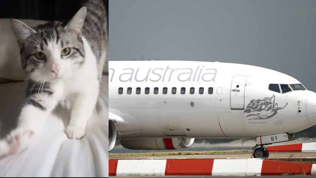 Miraculous find of missing airport cat after 2 days