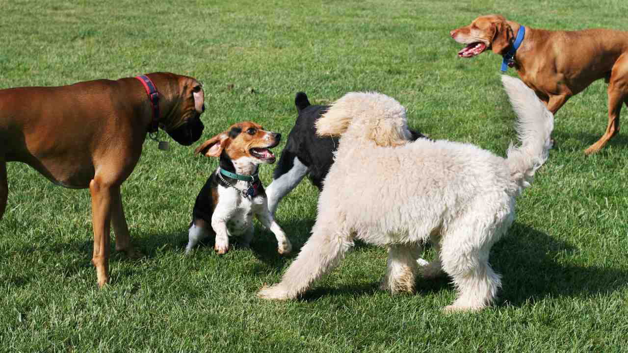 What you should do when your dog gets into a fight at the dog park