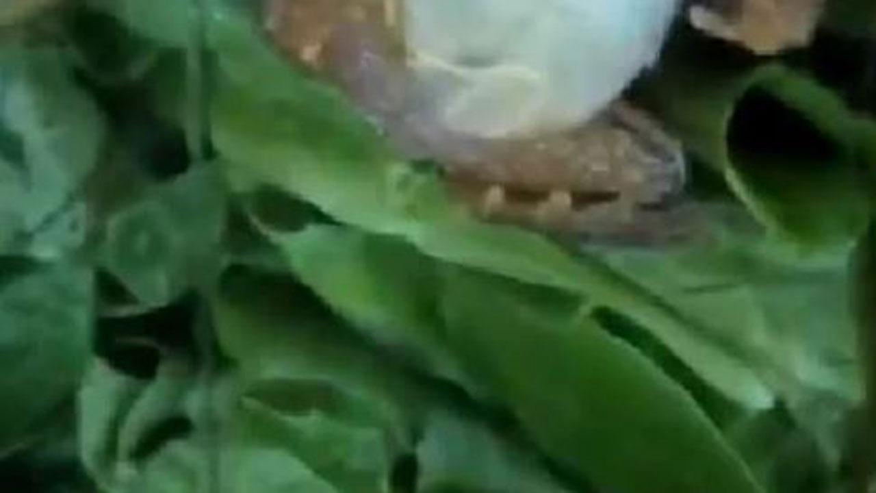 “It’s literally alive!” Woman uncovers slimy visitor in her garden salad