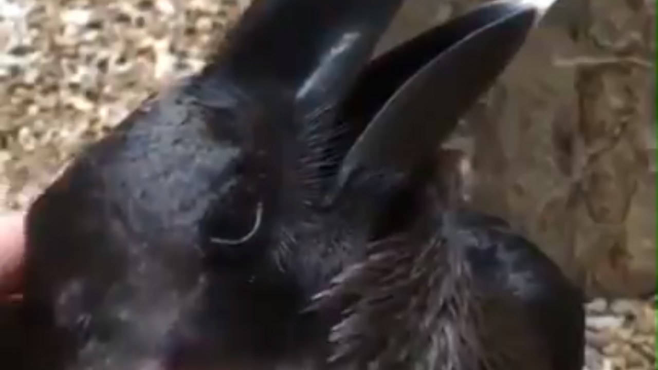 Bird or bunny? This video sends the Internet down the rabbit hole