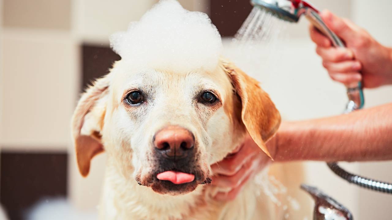How often should you wash your dog? 