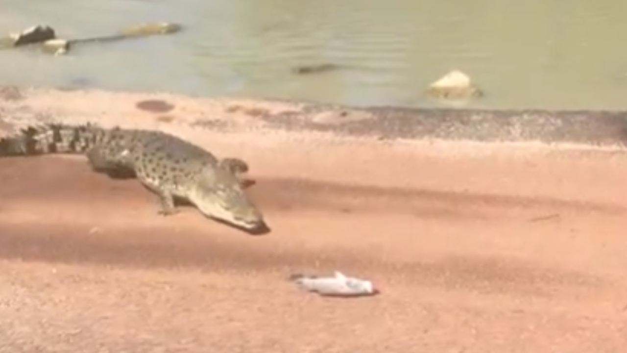 “It’s a federal crime”: Tourists slammed after luring crocodile with fish