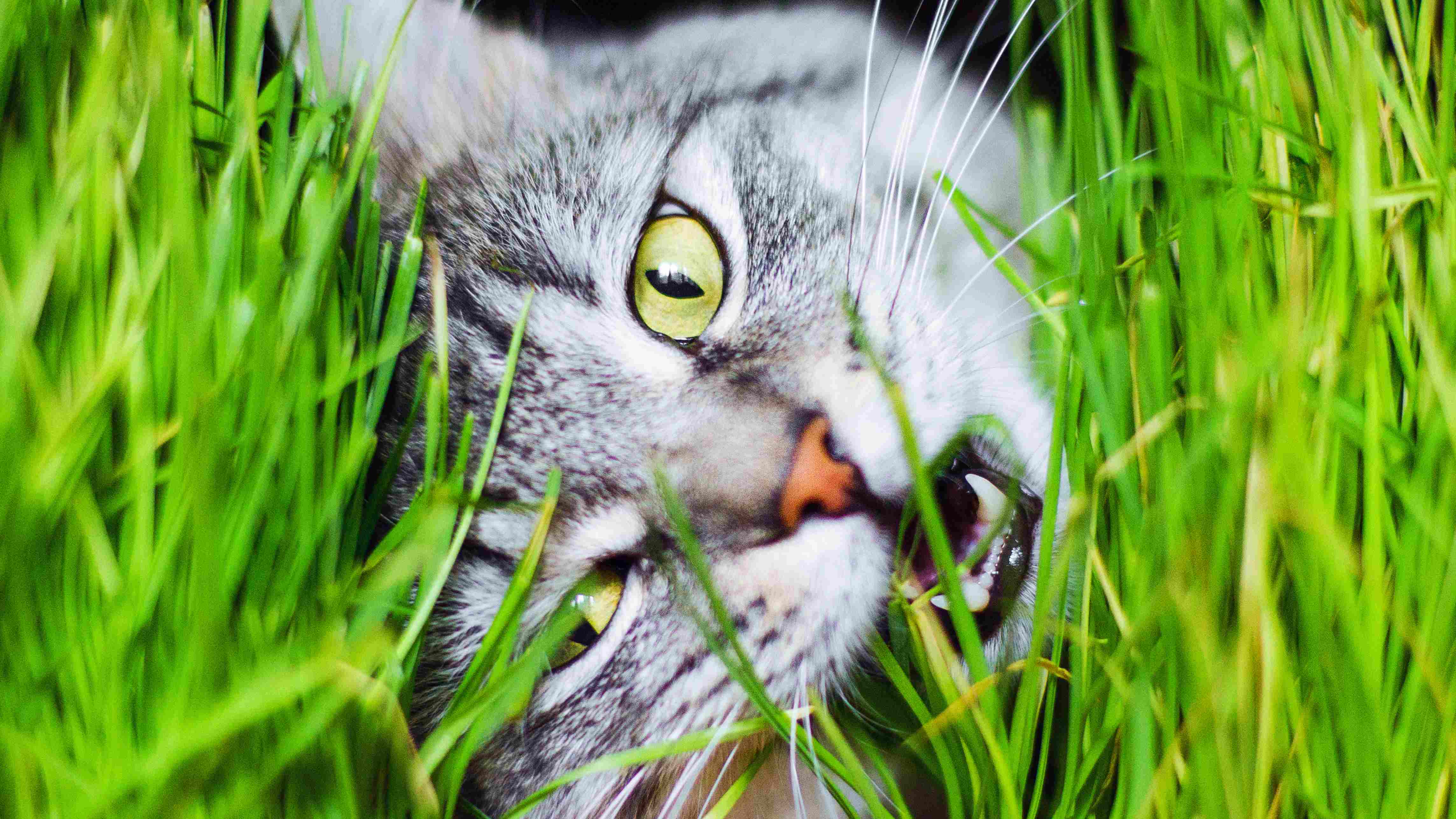 Mystery solved: Why do cats eat grass even when it makes them sick