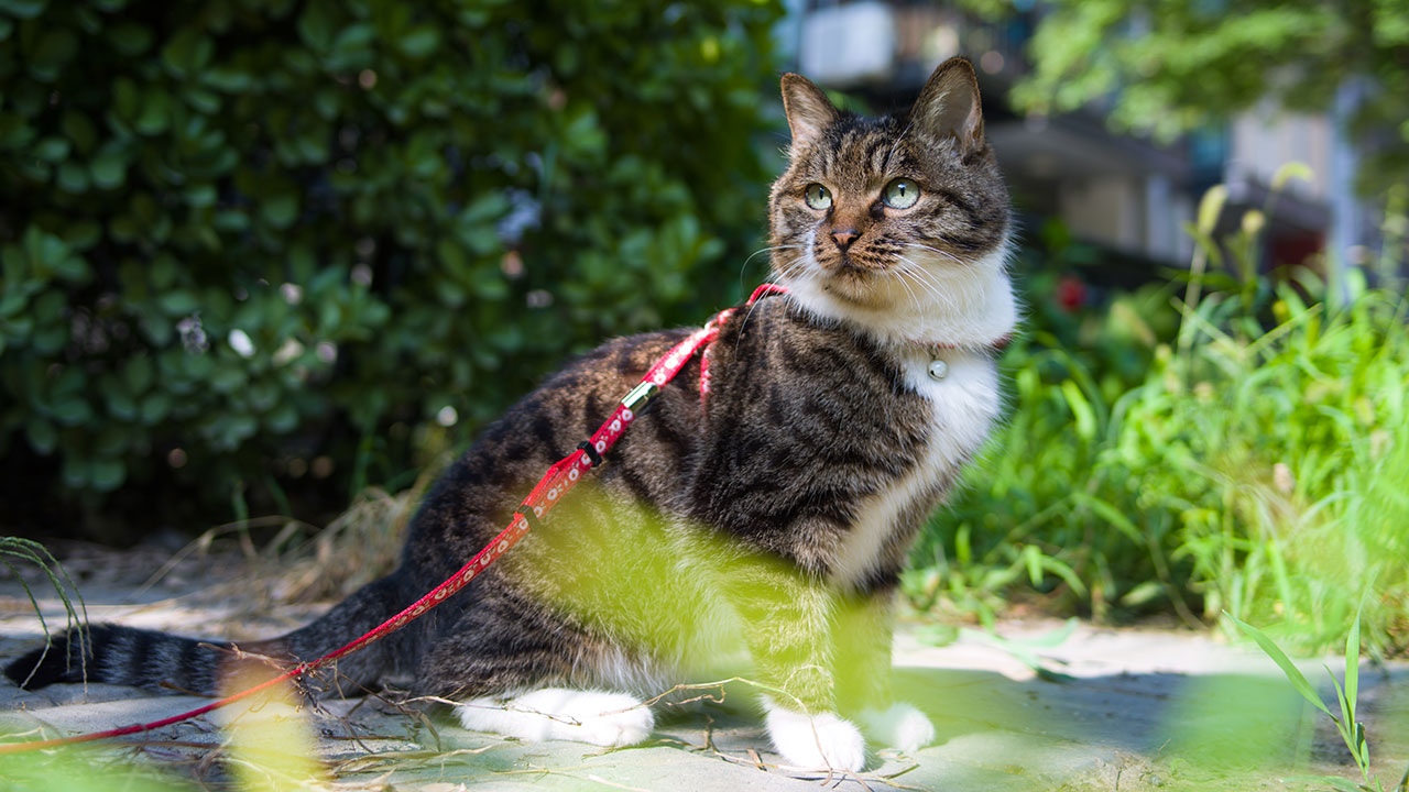 Poor kitty! Council enforces law that bans cats from going outdoors