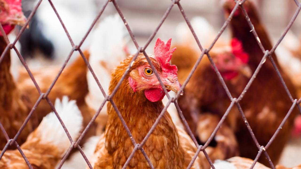 Woman dies after being pecked by a rooster