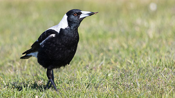 Time's up for "monster" magpie after 40 complaints and 3 years of attacks