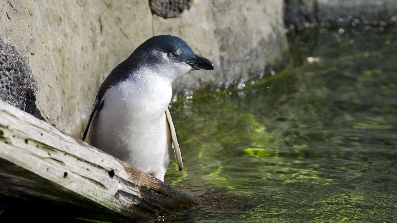 “We’re losing our penguins”: Stricter penalties demanded after a spate of dog attacks