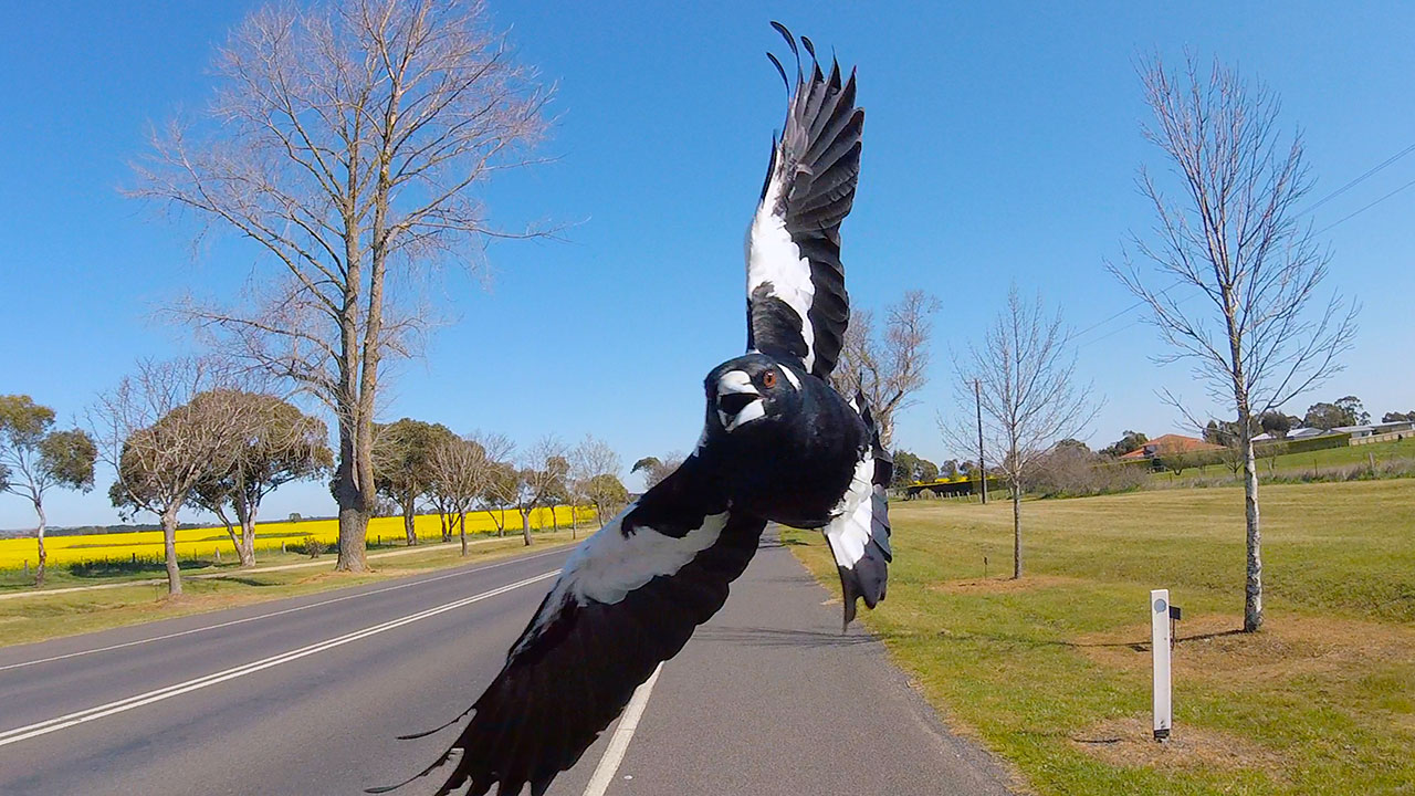 Magpie alert: Cyclist dies trying to avoid swooping bird 