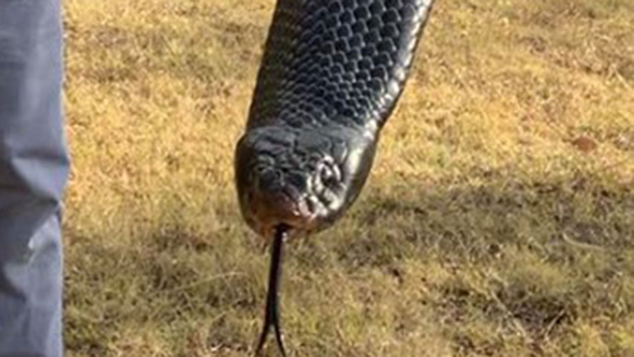 Yikes! Gigantic red-bellied black snake found hiding in the suburbs