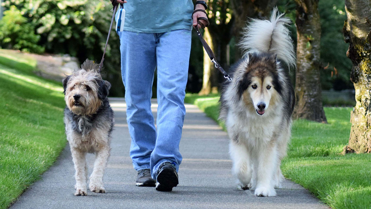 "Let me out!": This Aussie city will fine you for not walking your dog 