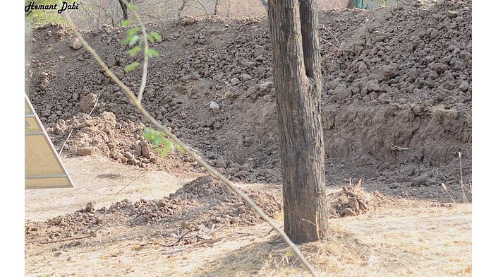 The impossible quiz: Can you find the leopard in this photo? 