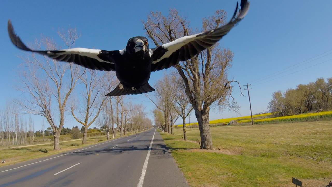 Why don’t Tasmanian magpies swoop?