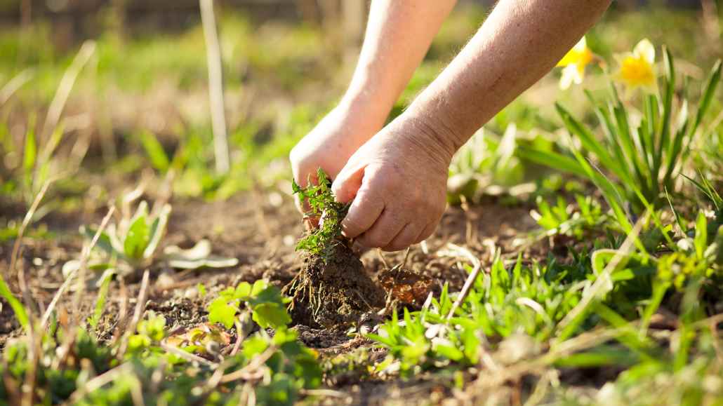 How to know what weeds to pull and what to leave in the garden